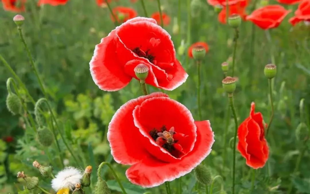 各国国花及花语英文,世界各国的国花资料