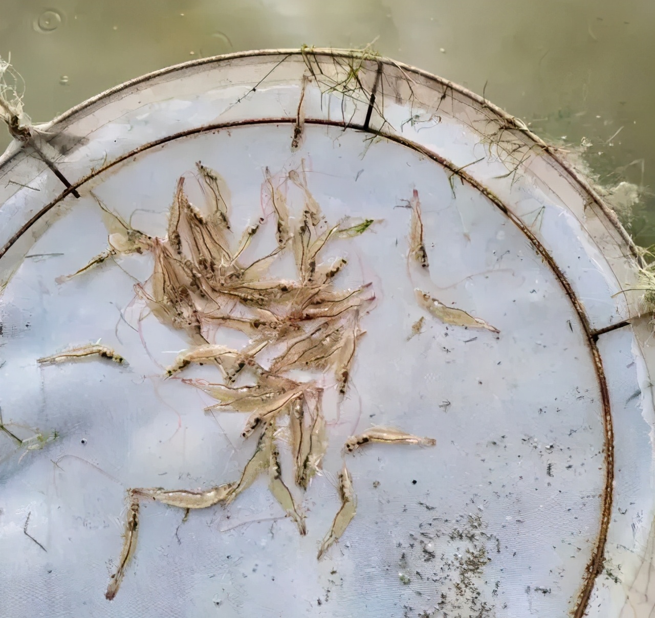 对虾养殖出现死虾怎么处理,养殖对虾的粪便怎么处理