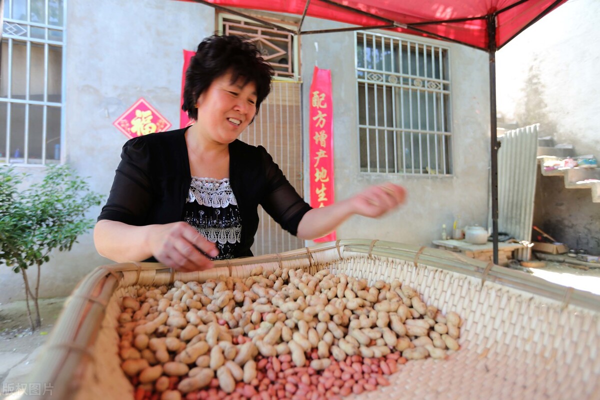 花生种植的秘诀,老一辈代代相传的花生种植方法