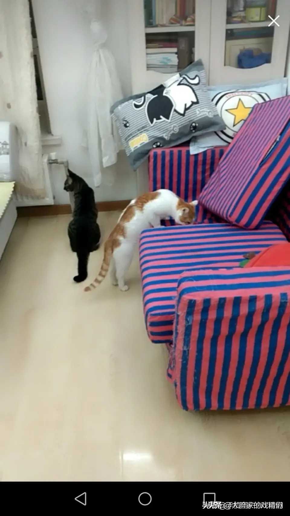 你这样的白橘猫，叫我怎能不爱？