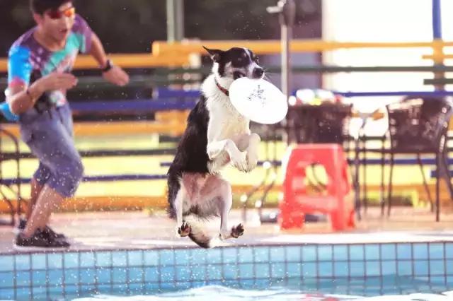 什么地方适合带猫狗玩耍,北京铲屎官可以带狗玩的地方