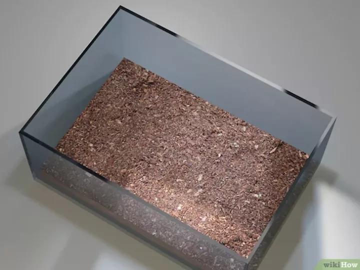 怎么养蜗牛宠物,怎么养野生蜗牛做宠物