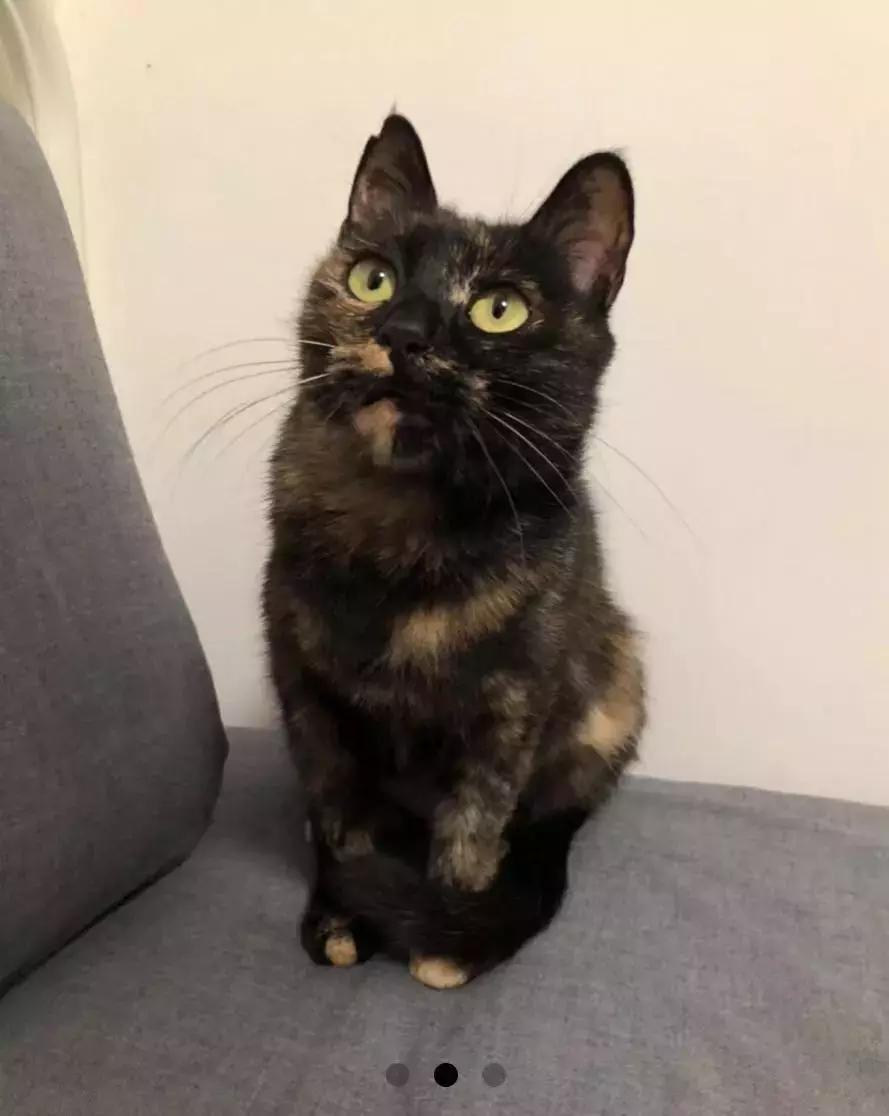 给它们一个家|线上宠物领养日,201903102