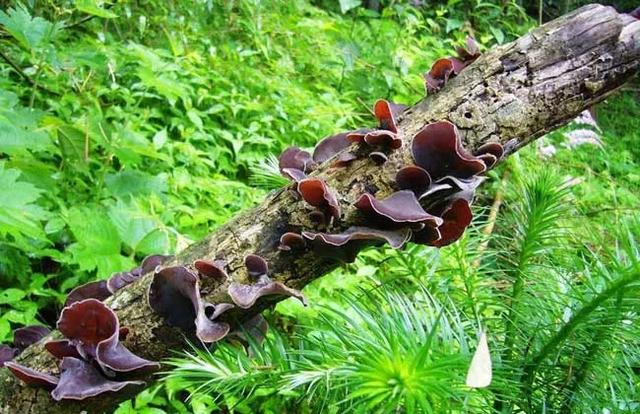 “菌”临天下之丽水市云和黑木耳