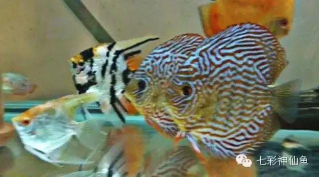 儿童肠道寄生虫症状,预防肠道寄生虫课件