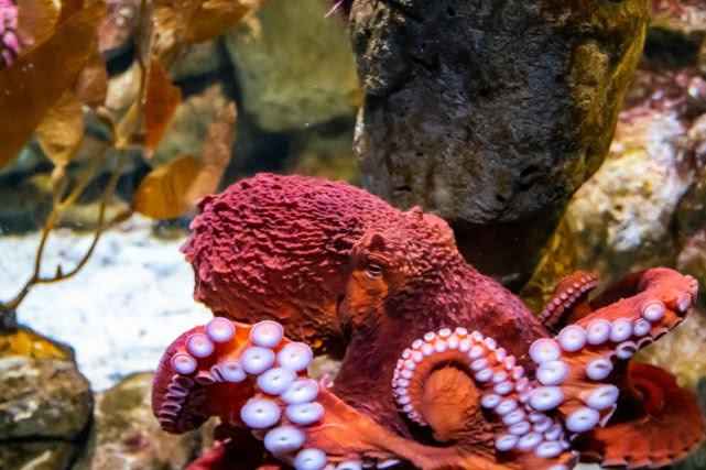 章鱼来自外星的生物,章鱼被认为外星物种