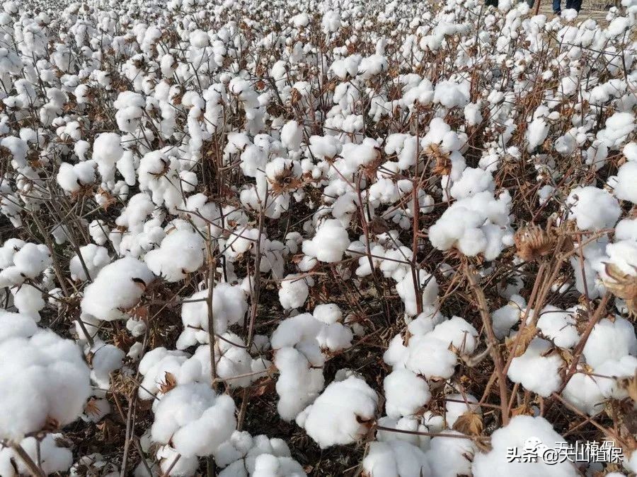 棉籽收购机价格表,去籽棉花价格最新行情