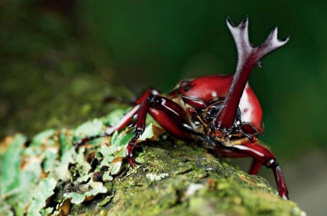 “人生能几何，毕竟归无形”——铁甲战士独角仙