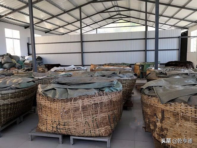 古树普洱茶山头排名,古树普洱生意好吗