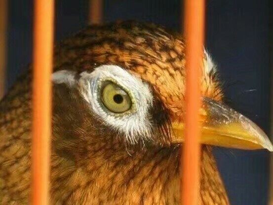 画眉鸟的稳火驯养技术