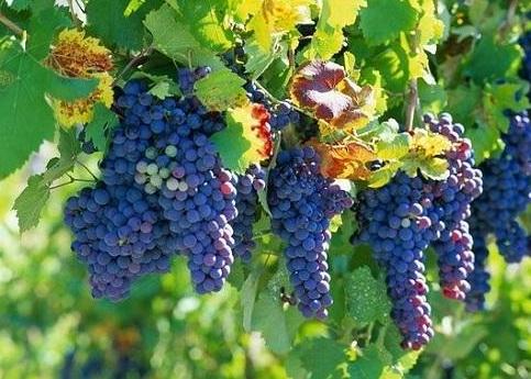 葡萄果粒大小不均咋办,葡萄粒长不大怎么解决