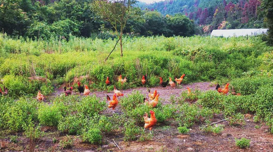 900元开启养鸡路，10年九死一生，创出“百草鸡”