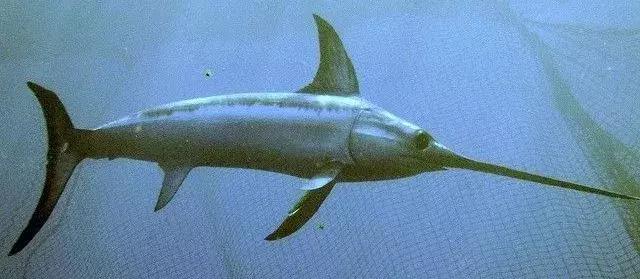 大行sra682怎么样,大行折叠自行车archerd7