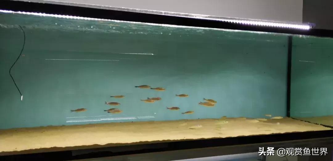 梦想的三湖世界持续建设中……方位:中国天津