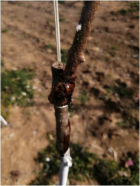 猕猴桃溃疡病什么时间防治,猕猴桃溃疡病治疗新技术