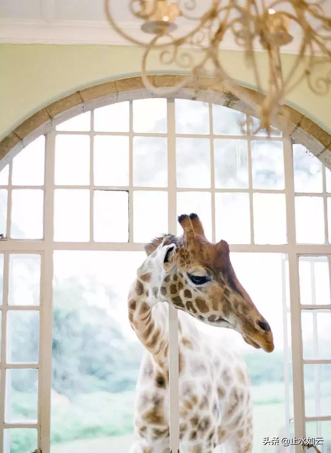 吃长颈鹿治艾滋病？为保护谣言下的生命他们建了家世界唯一的酒店