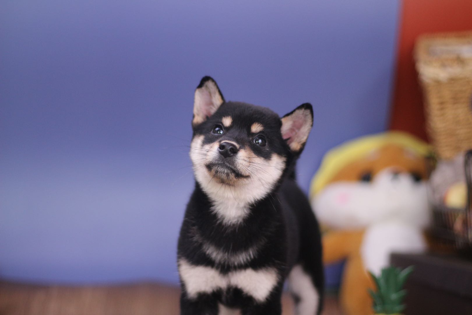 纯种柴犬怎么鉴别纯不纯,柴犬纯种和不纯的区别