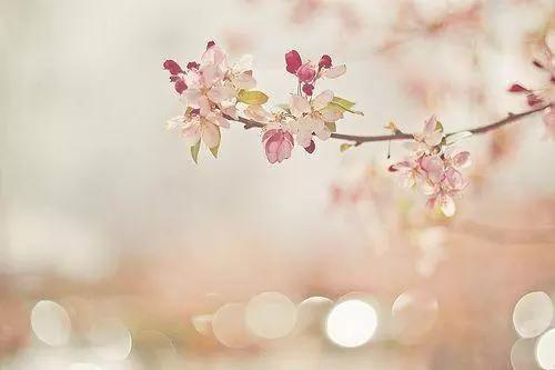 深夜人生感悟的句子说说心情图片,花开时与花落时的心情与人生感悟