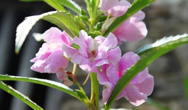 凤仙花怎么养用剪枝吗,凤仙花怎么养才更容易开花