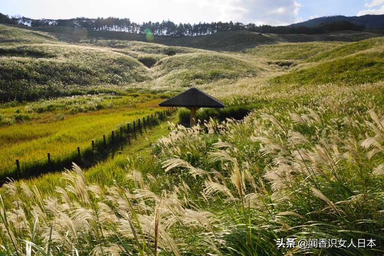 黄金色的芒草，让秋天多了份文艺的风情，日本国内最美芒草名所