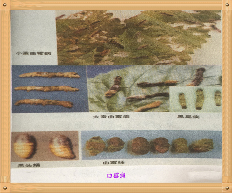 养蚕蚕虫病怎么治,养蚕病害