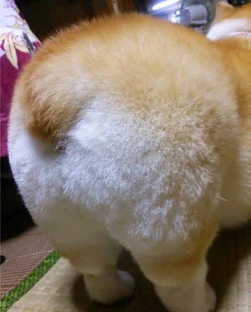 柯基犬呼吸道疾病,柯基犬容易得什么皮肤病