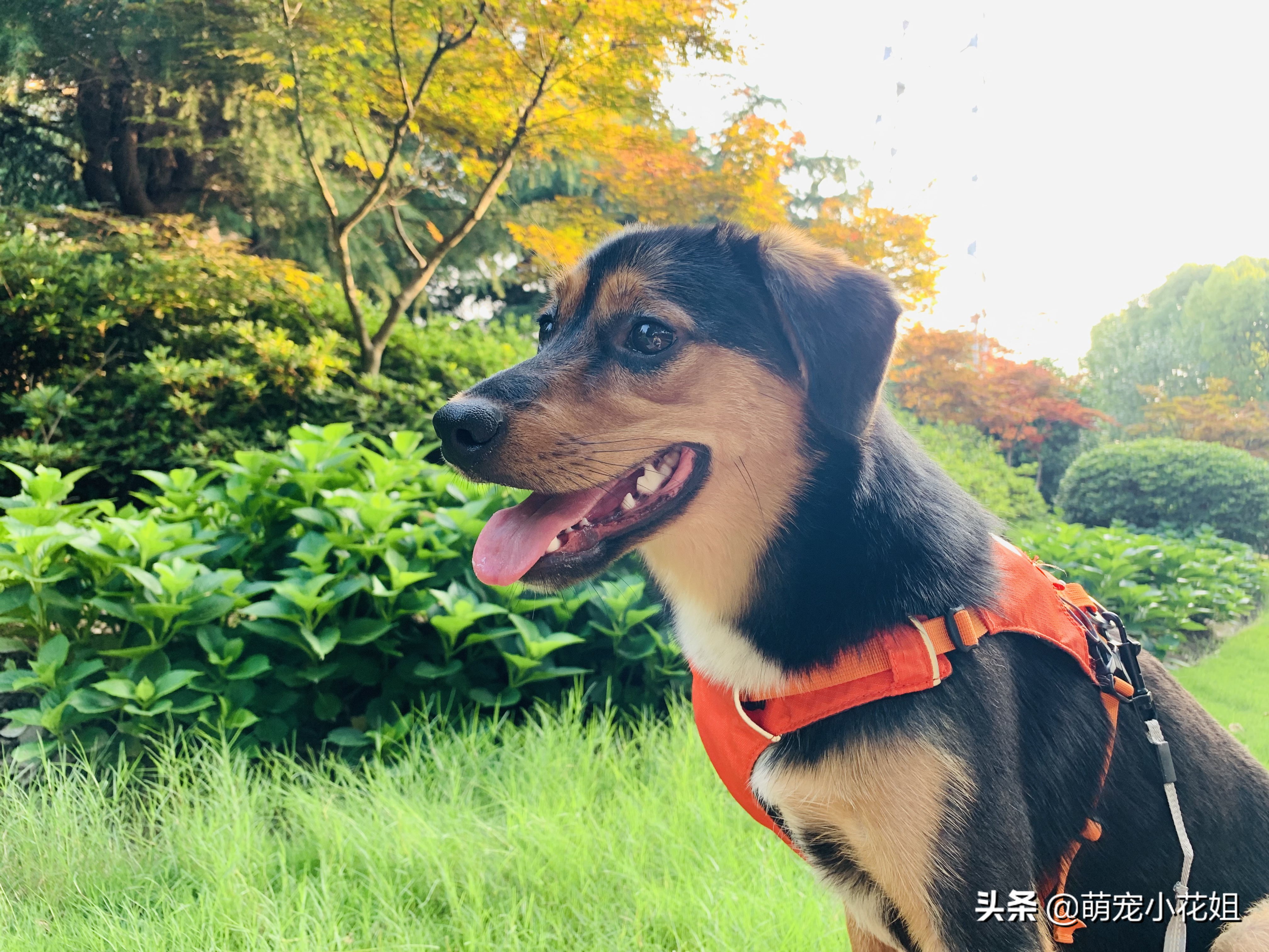 那些引导狗狗站立行走的博主，请停下，不要再伤害可怜的狗狗