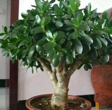 玉树叶片一碰就掉怎么回事,玉树叶子一碰就掉的视频