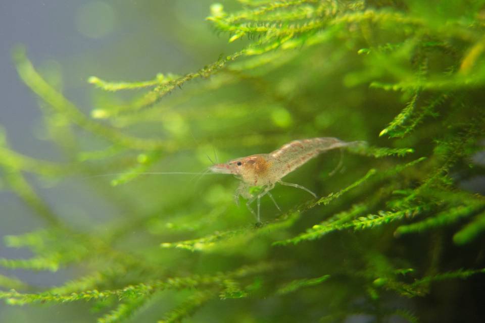 观赏虾怎么养才不死,养观赏虾的方法和技巧