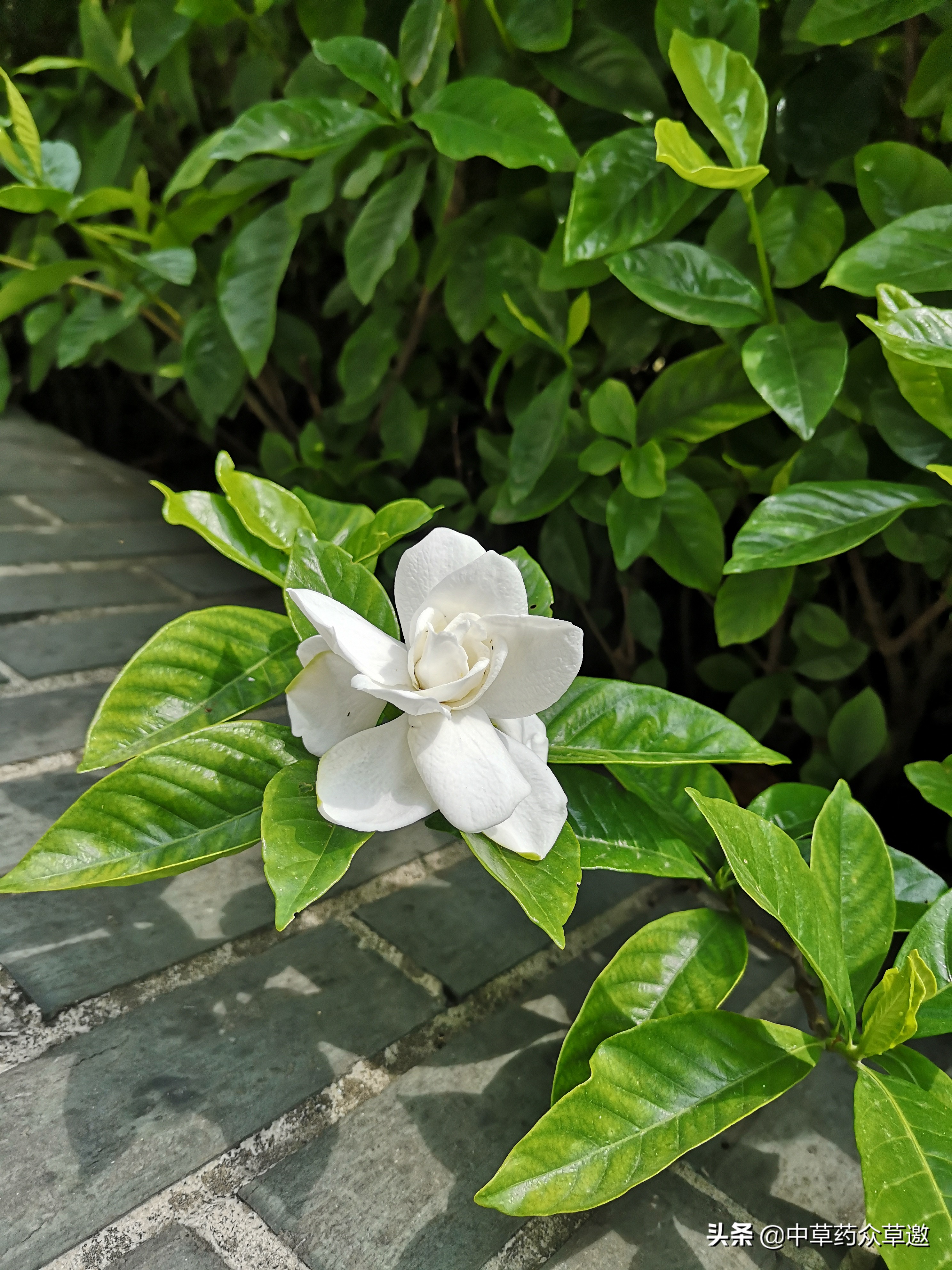 中药可以祛除皮肤染色吗,可以染色的中药