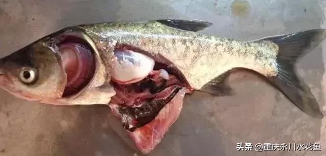 鲢鳙出血病防治方法,花白鲢败血症用什么药