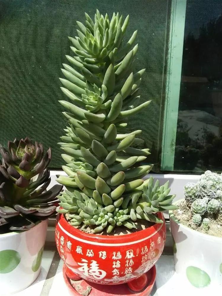 多肉长得瘦要不要拔出来看,多肉买回来之后越养越瘦