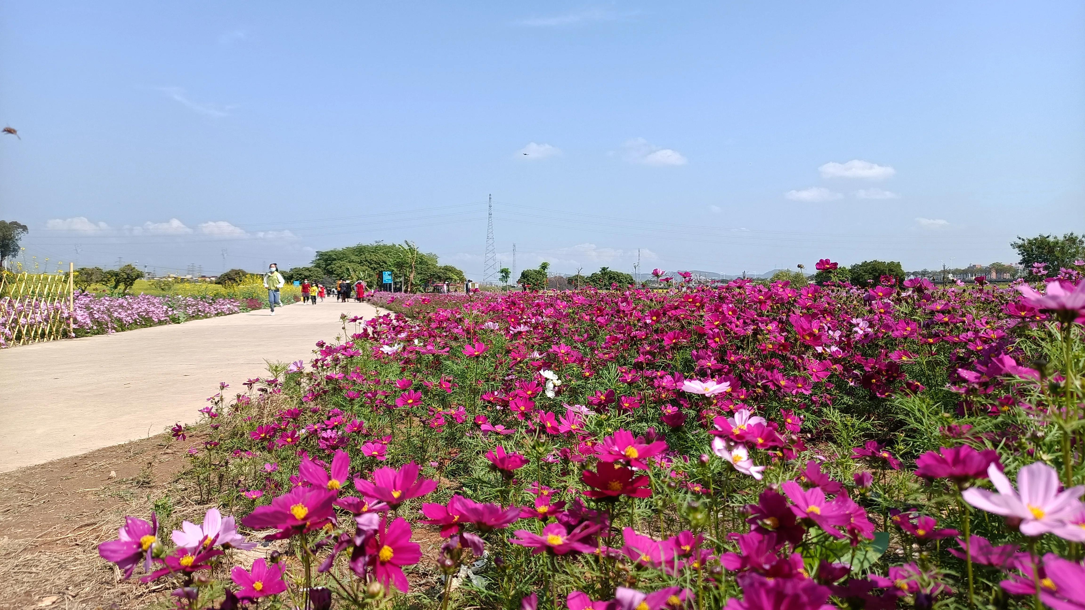 荷花产业园桥头七彩花田花开了吗,桥头荷花产业园七彩花田购票