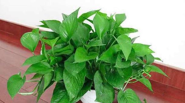 土培绿萝转水培绿萝的正确方法,土培转水培的绿萝正确方法