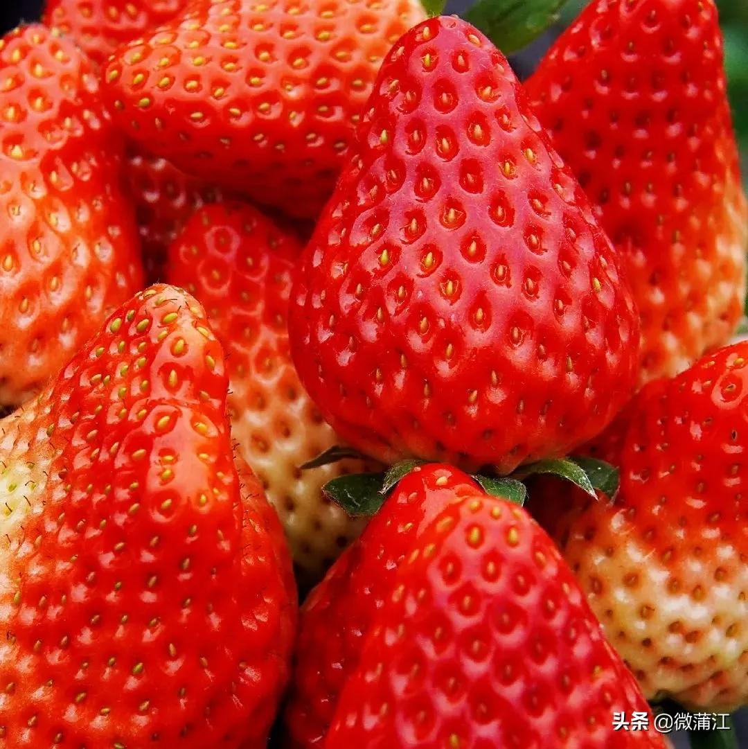 草莓哲理散文,草莓精美散文