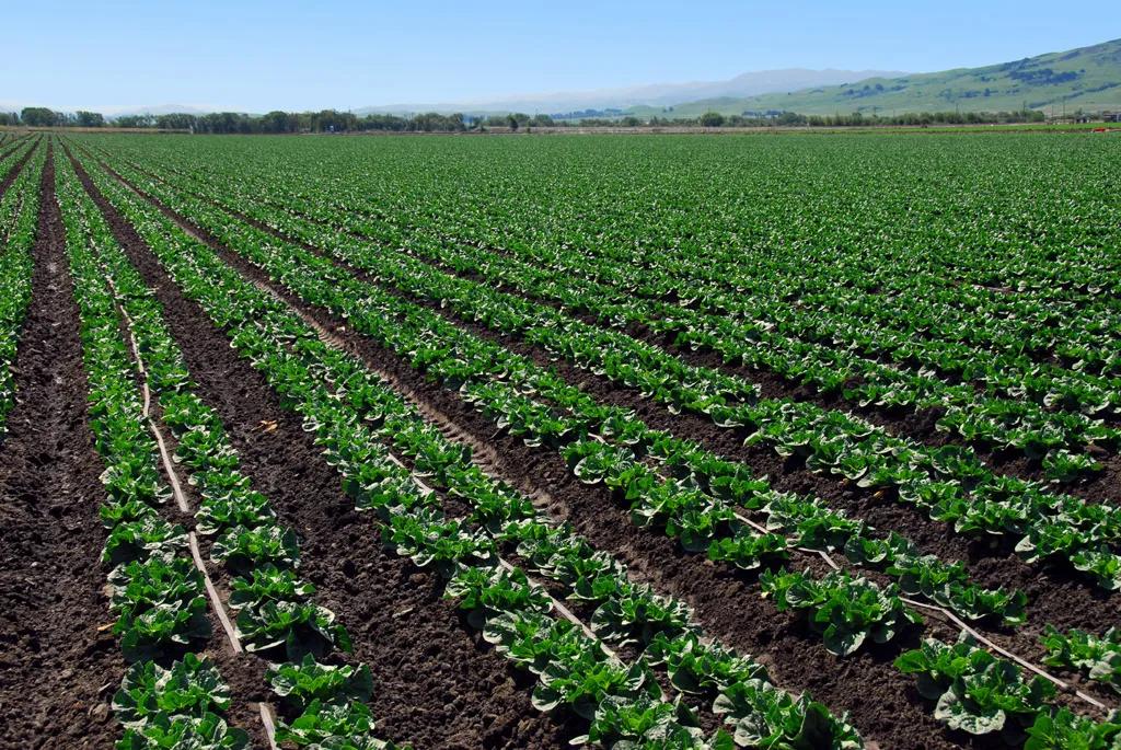 什么农药防虫最快最好用,十种常见农药治病