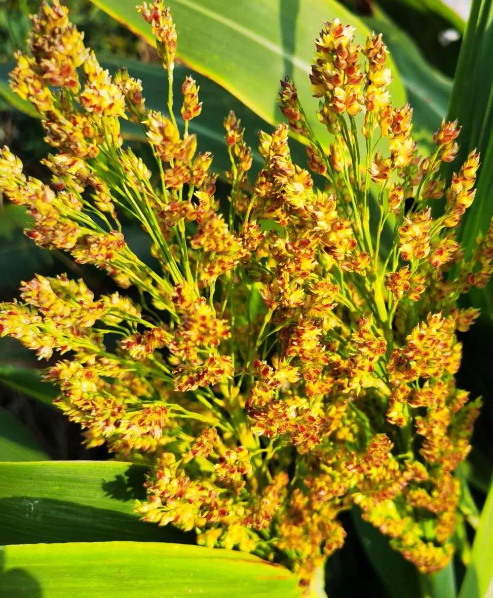 丰收时节，田间地头摇曳的红色黍穗，是难忘的童年意象