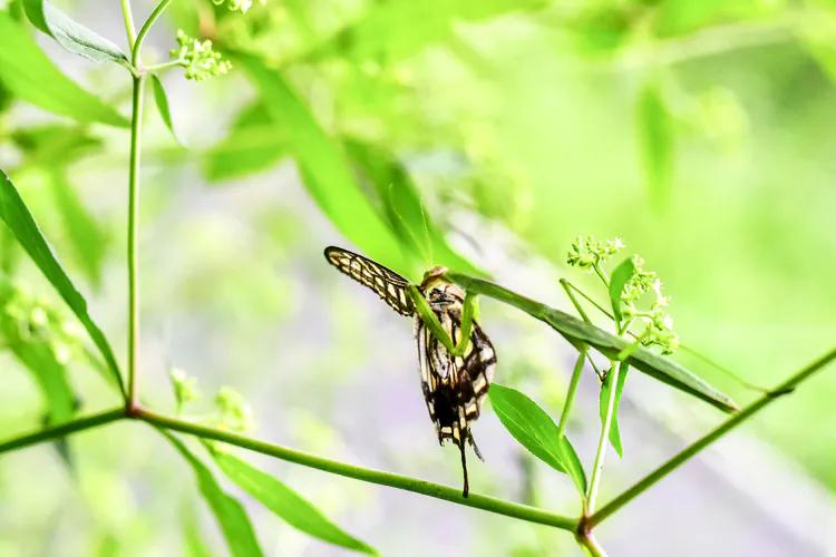 鎽勫奖鐜╁澶ф渤娑ㄦ按铻宠瀭鎹曡潐,铻宠瀭鎹曡潐灏忓搧