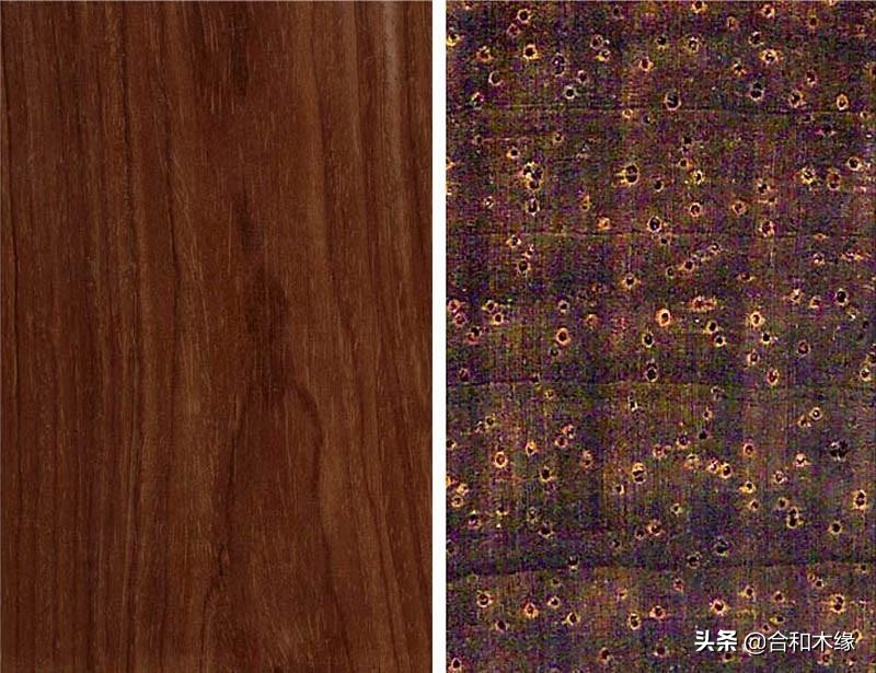 谈檀健次现场版,中美洲黄檀与中美洲酸枝