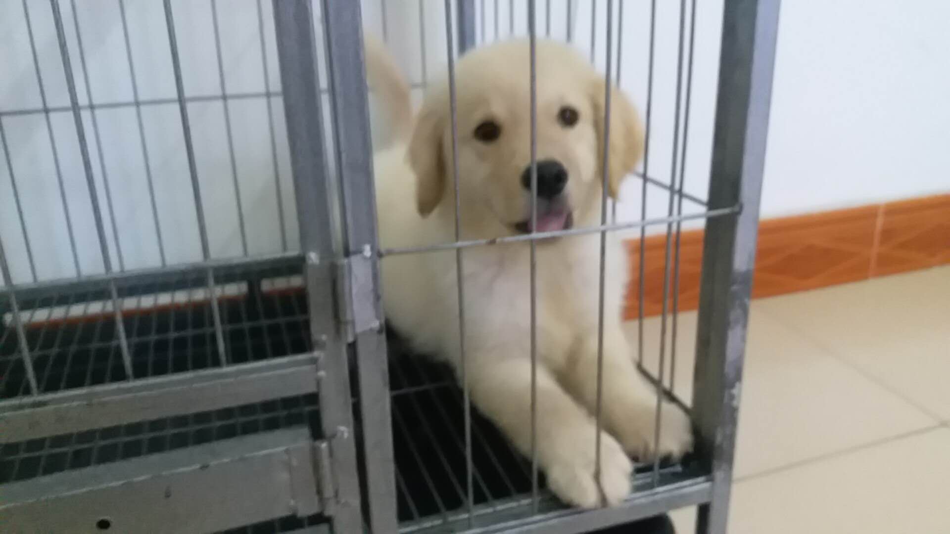 怎么保护金毛幼犬肠胃健康,金毛狗得肠胃病该怎么照顾