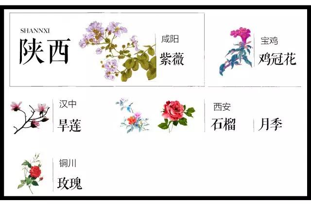 全国各个城市的市花一览表,十大城市的市花