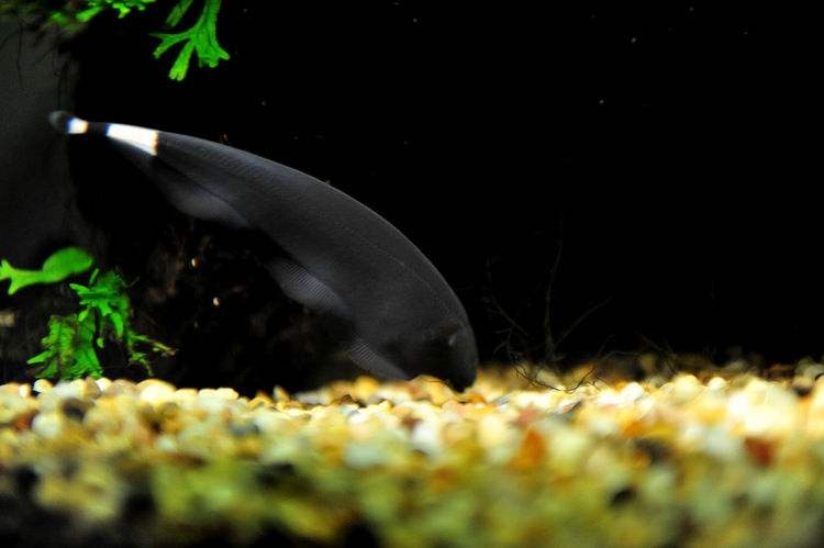 魔鬼刀鱼繁殖视频,魔鬼刀鱼吃食视频