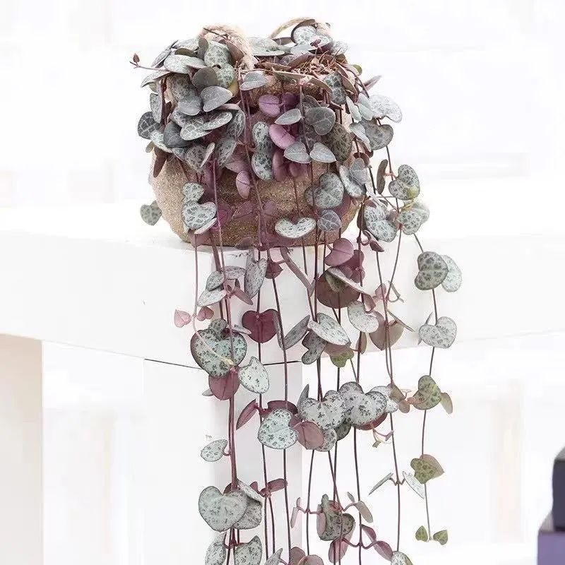 家里养盆爱之蔓，满盆都是小爱心，唯美又浪漫，好看又好养