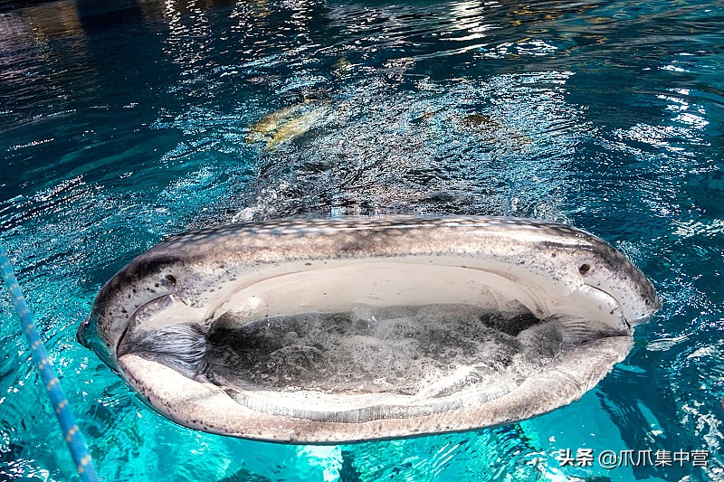 人工养殖鲨鱼死了怎么办,人工饲养虎鲸为啥短命