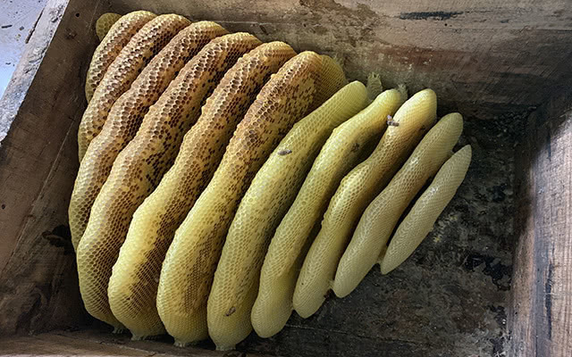 巢蜜可以造假吗,巢蜜究竟好不好