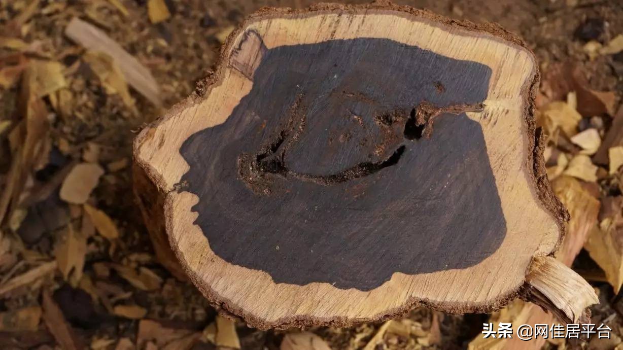 黄檀绿檀紫檀区别,紫檀红花梨木