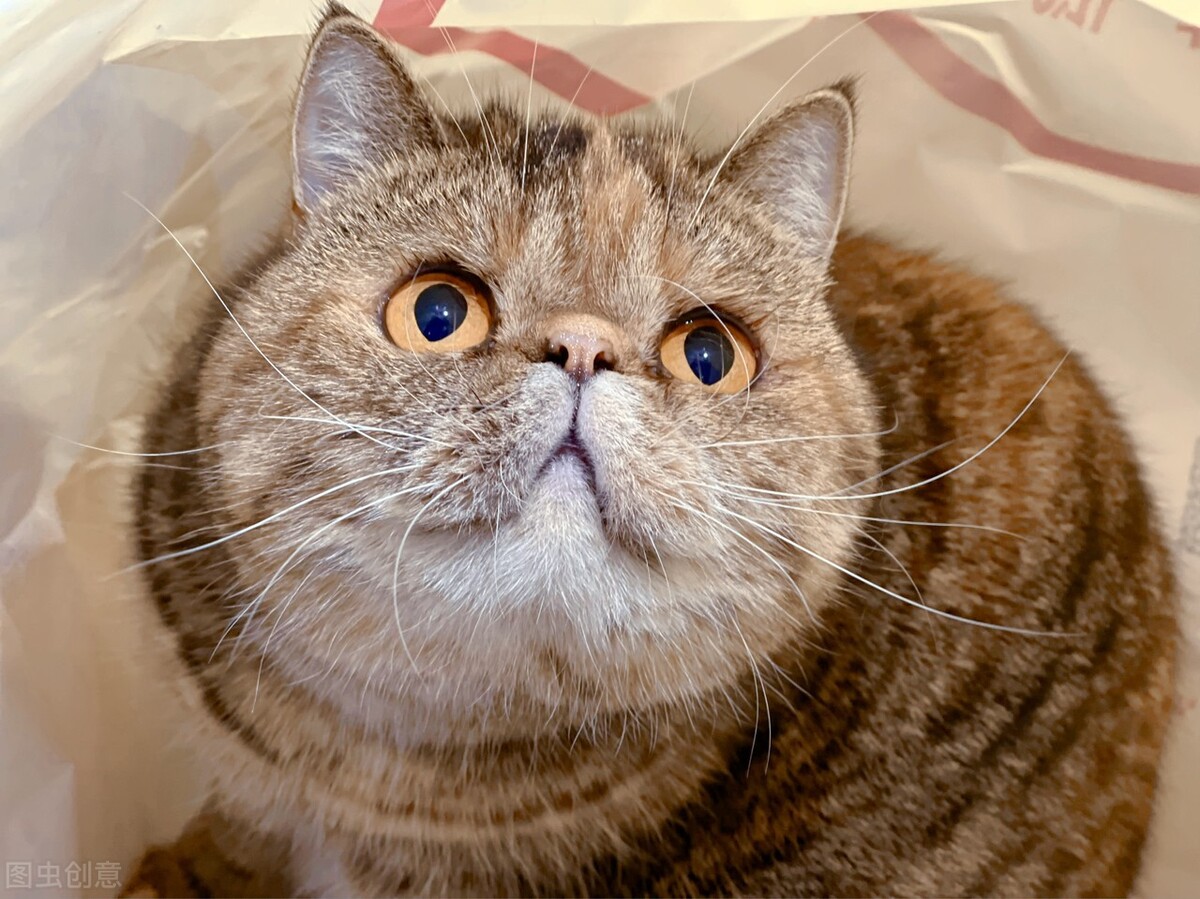 各种猫咪价位,猫咪必买清单及价格