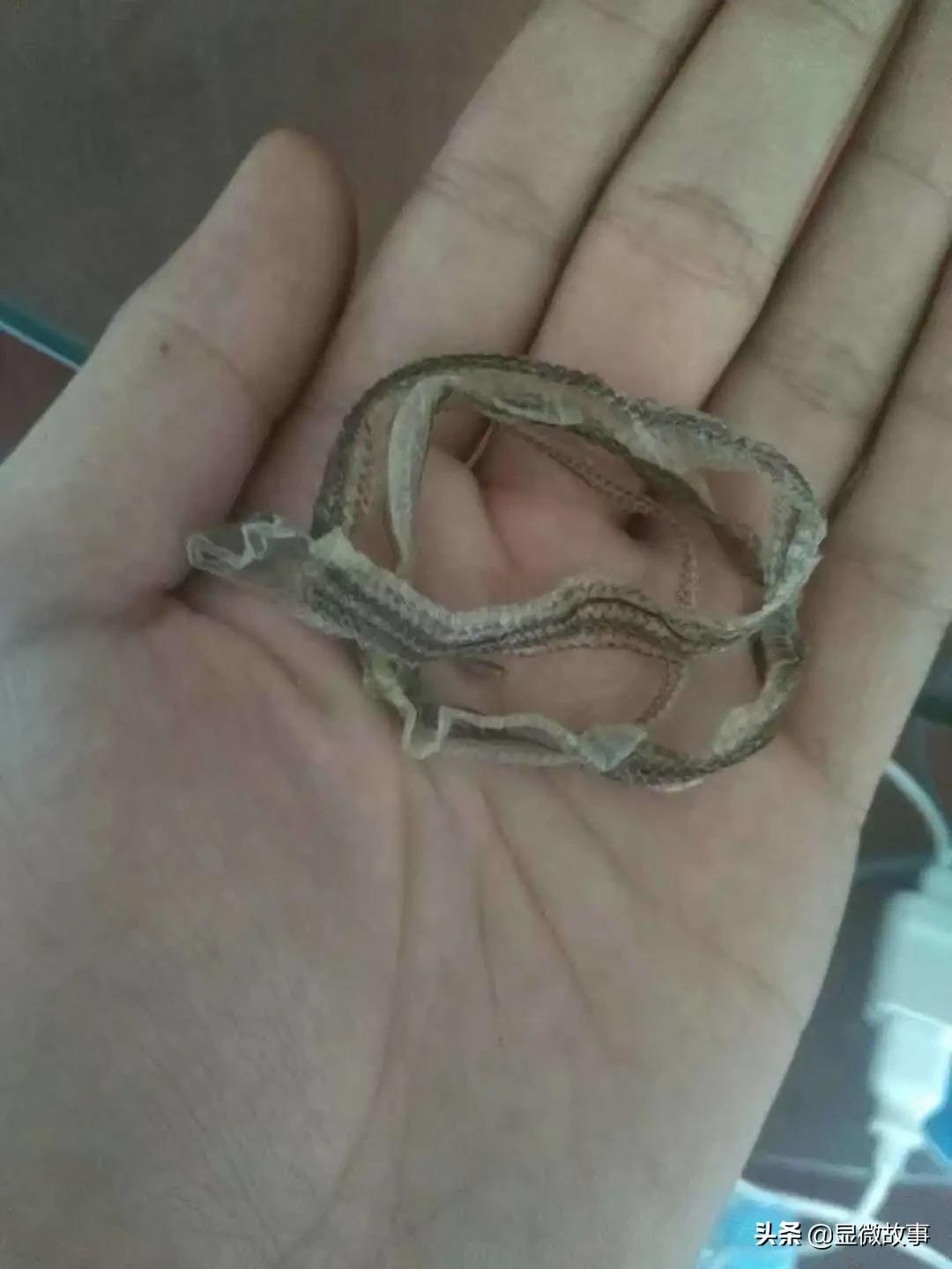 不粘人、难伺候、长得丑，但我就要养它