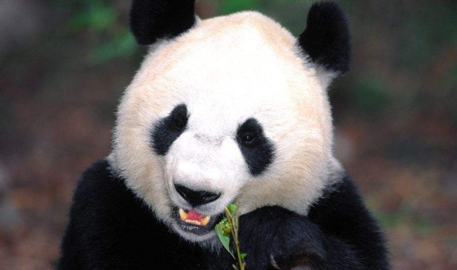 野生动物法规定哪些动物不能吃,现在规定哪些野生动物不能吃