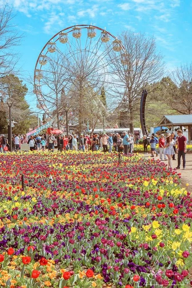 澳洲|春意堪培拉,看袋鼠、品酒、赏花、住进动物的家